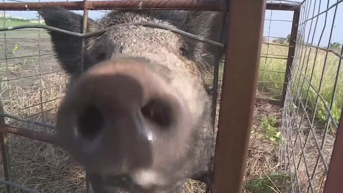 Wild hog population exploding, especially in Texas